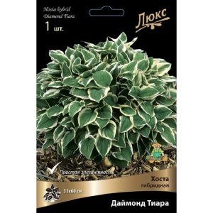 Хоста гибридная Даймонд Тиара