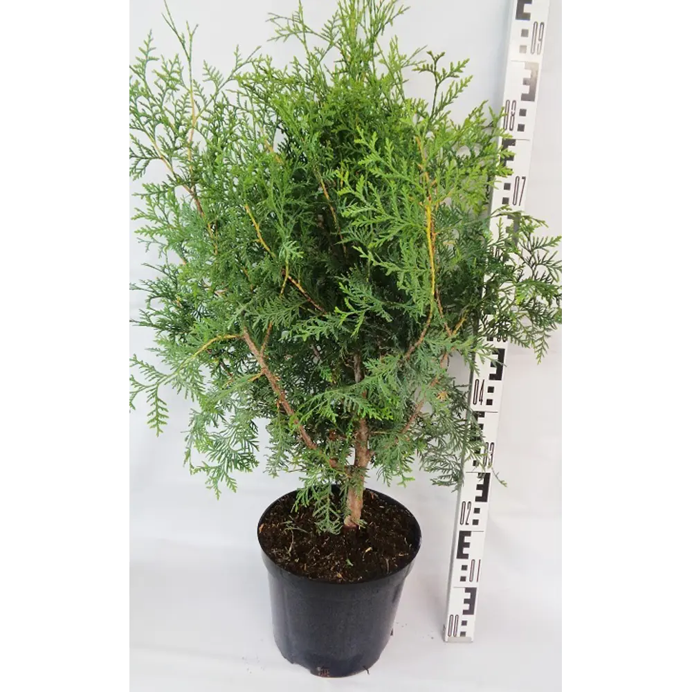 Туя западная «Брабант» C7.5 ГАВРИШ STLM-2074720 - Вид №1