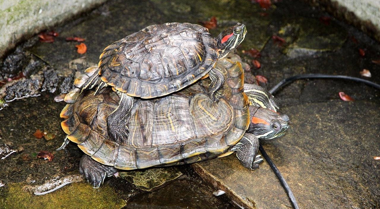 До каких размеров и как быстро вырастает красноухая черепаха в домашних  условиях?