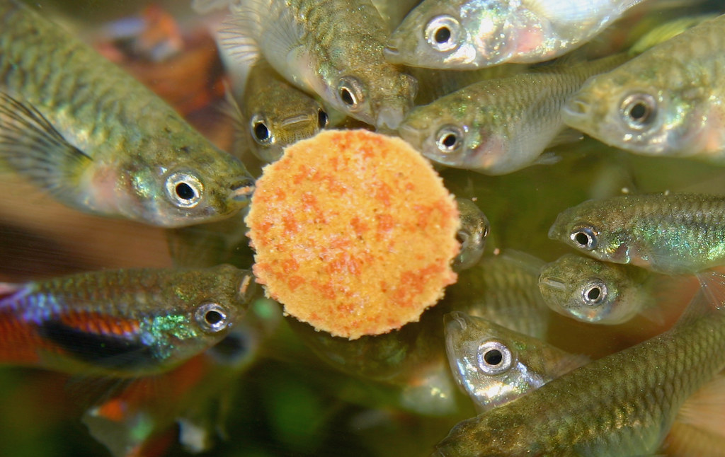 Виды живых кормов для аквариумных рыб