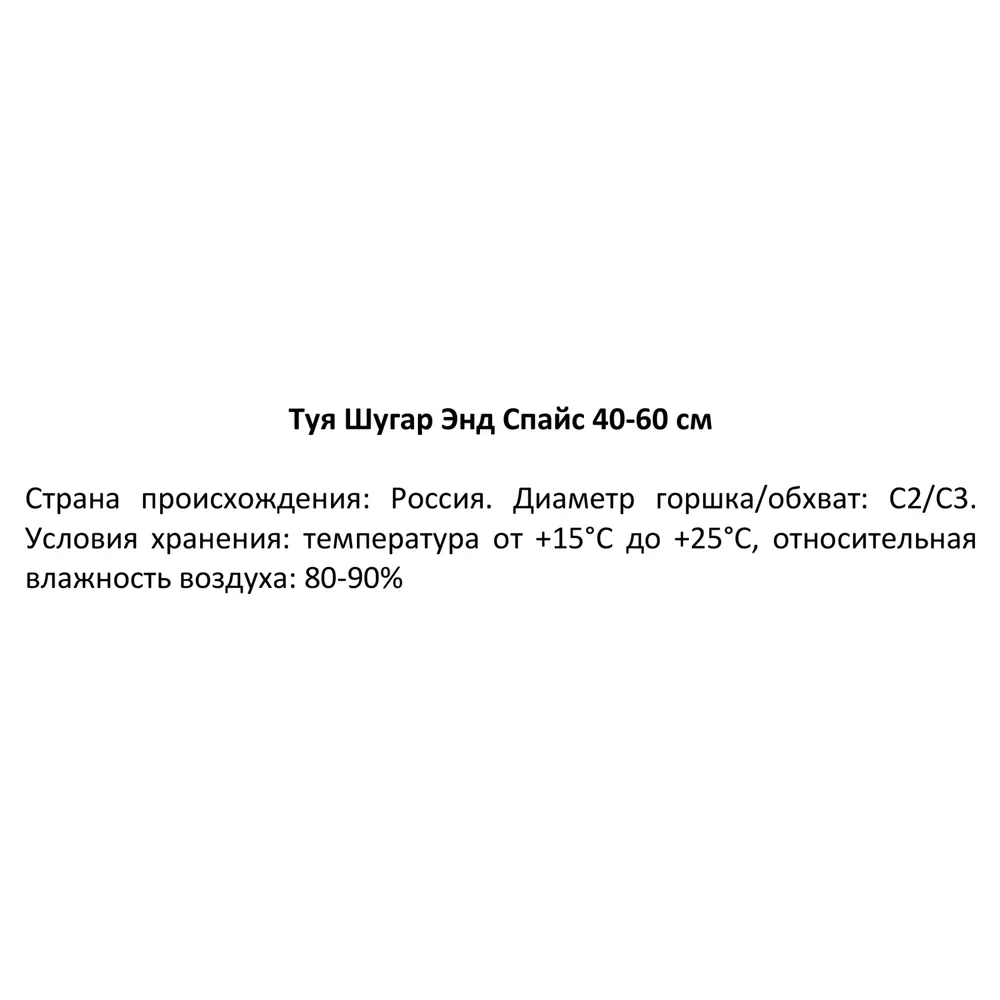 Туя складчатая Шугар Спайс ø19 см h40-61 см 85088181 STLM-2115396 Santreyd  - Вид №1