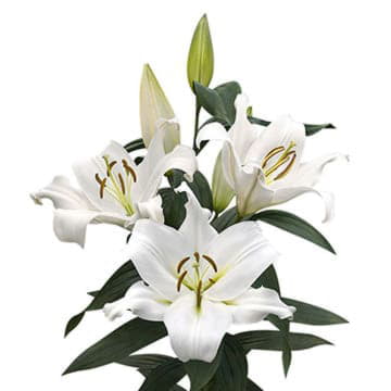 Лилия ор сигнум 100 см Santreyd 24177