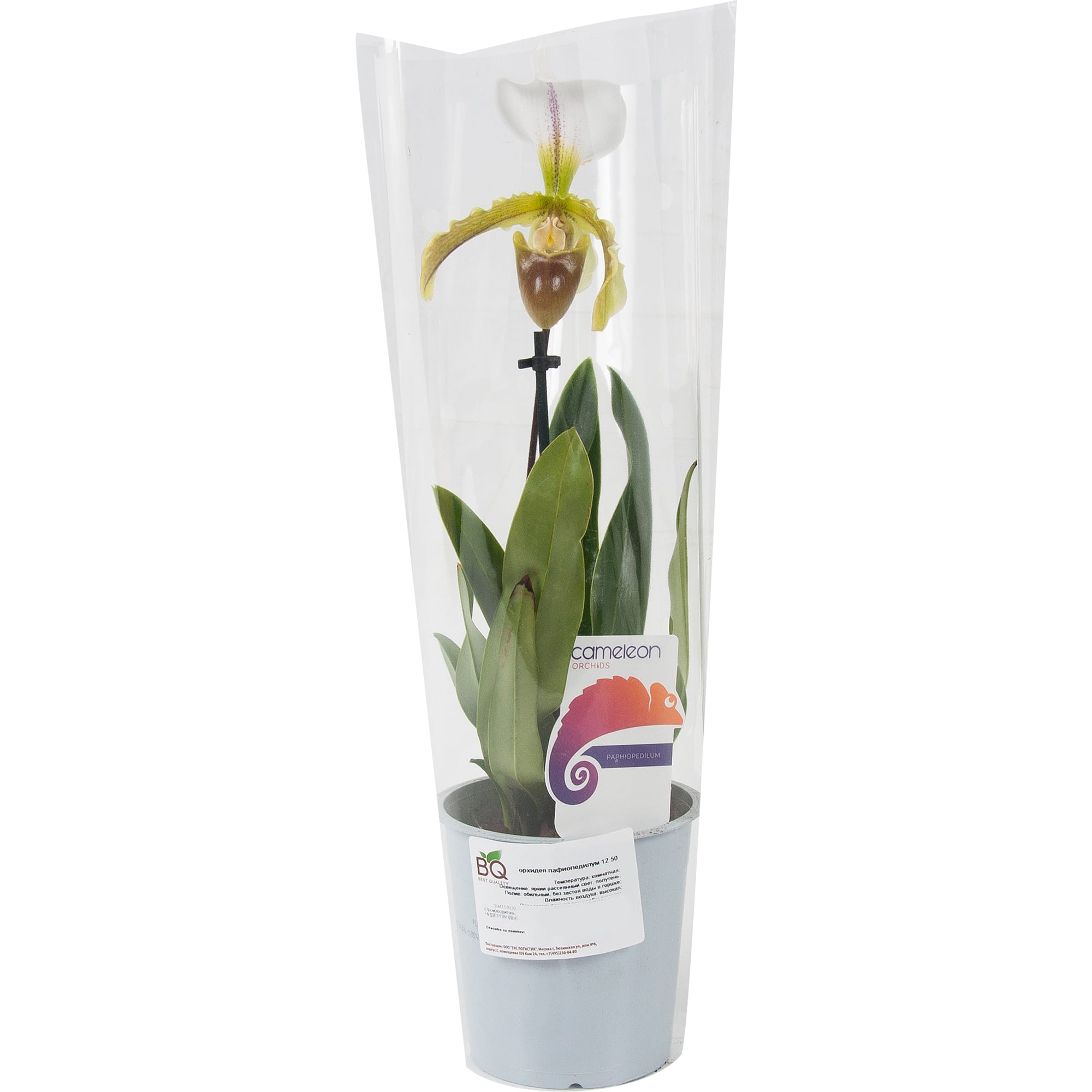 82579673 Орхидея Пафиопедилюм ø12 h50 см Santreyd  - Вид №2
