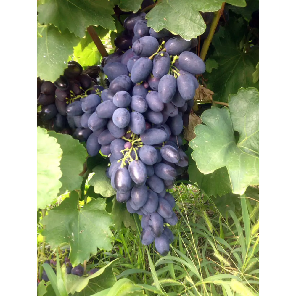 Виноград плодовый Кодрянка ø19 h55 см 84834885 STLM-2102675 PLANTMARKET 