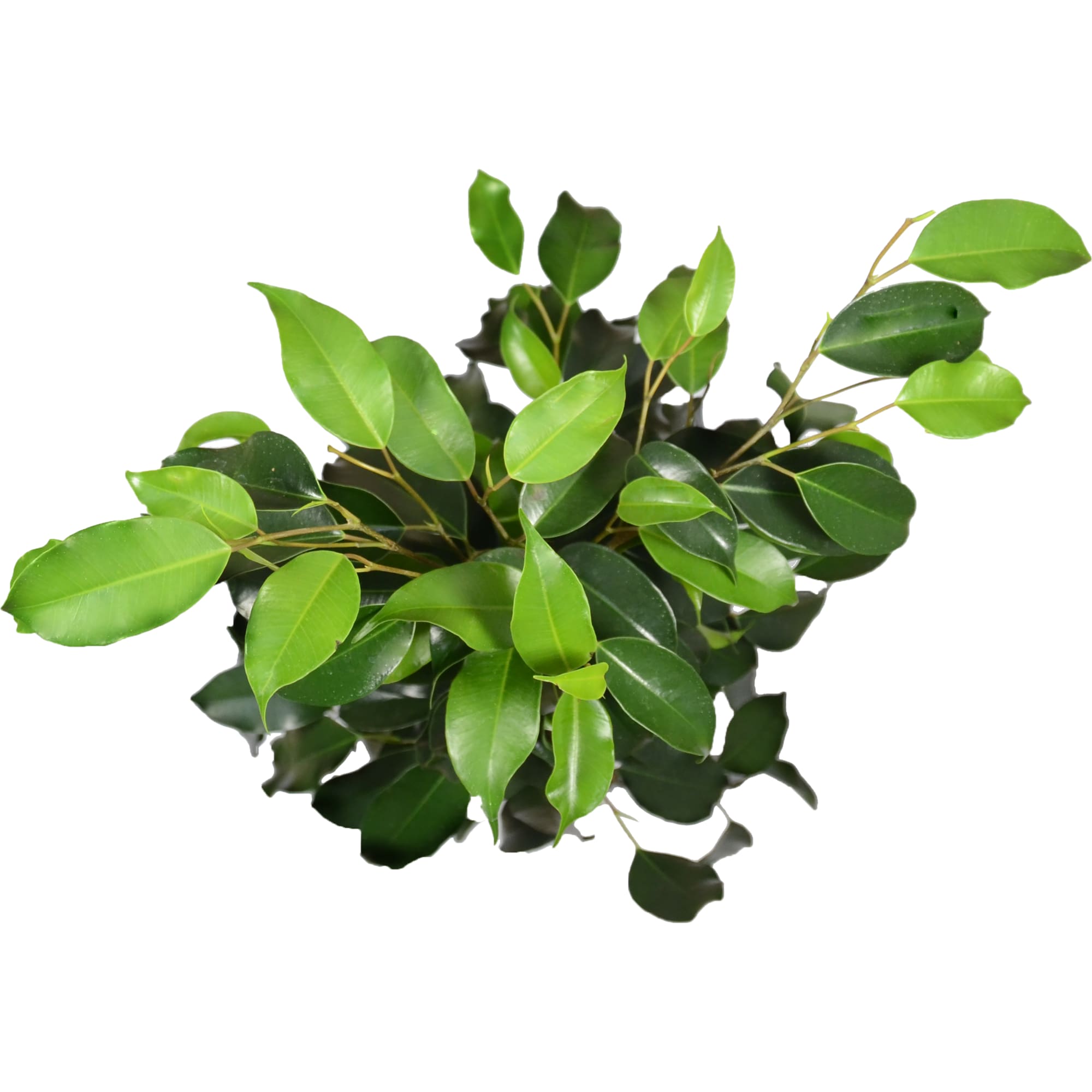 14798818 Фикус Бенджамина микс 14x55 см Santreyd  - Вид №1