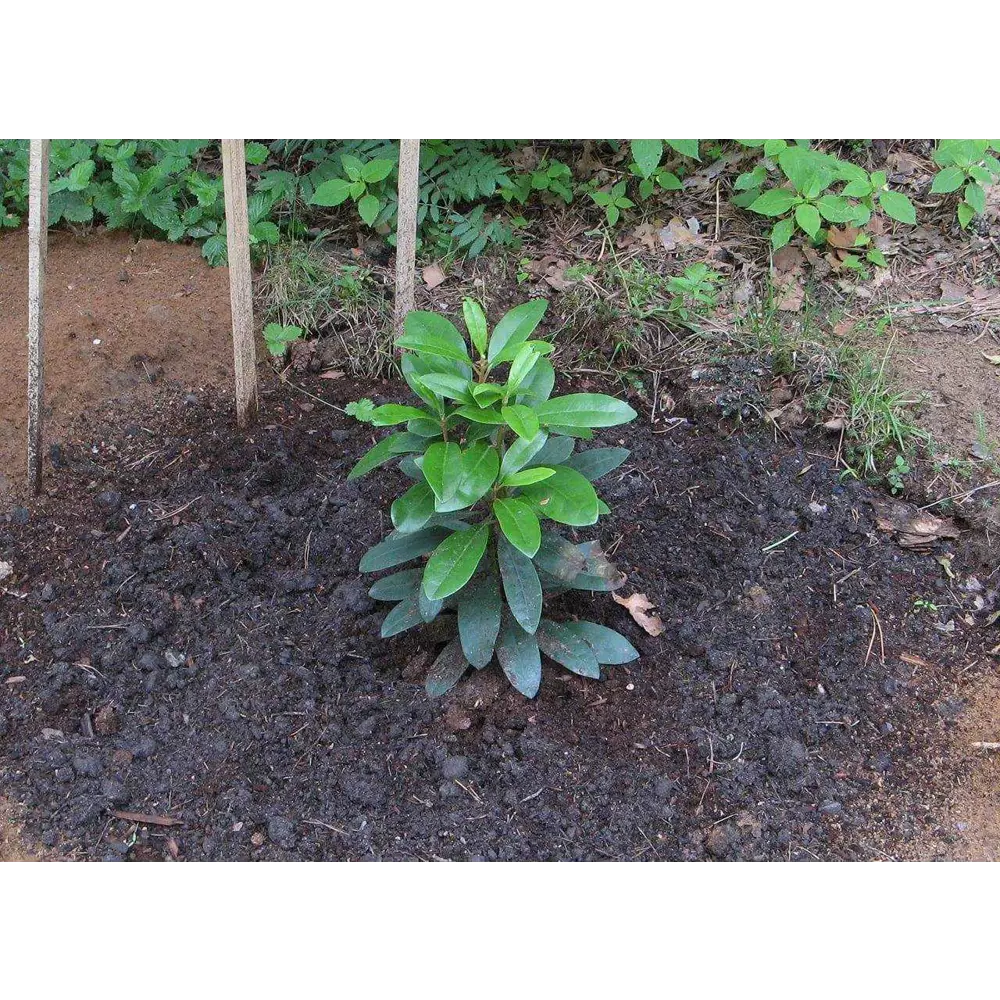 Santreyd Рододендрон микс — компактный кустарник для изысканного сада 89363685 STLM-0951883