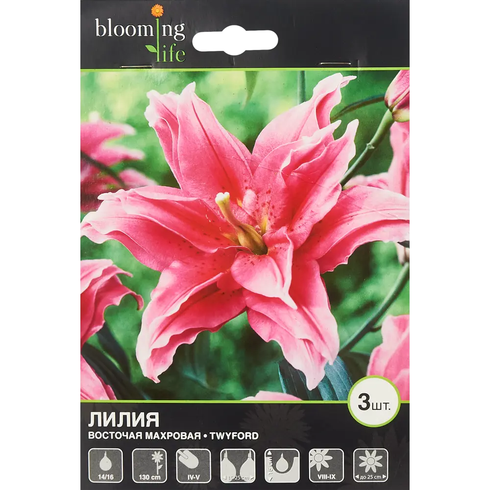 Лилия восточная махровая Твайфорд 3 шт BLOOMING LIFE STLM-2112553 - Вид №1