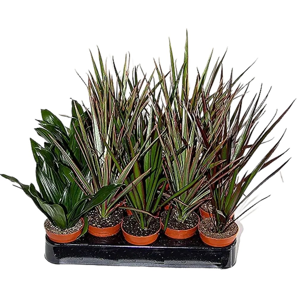 Santreyd Драцена Мини микс — изящное комнатное растение с ажурной листвой 87819516 STLM-0075865