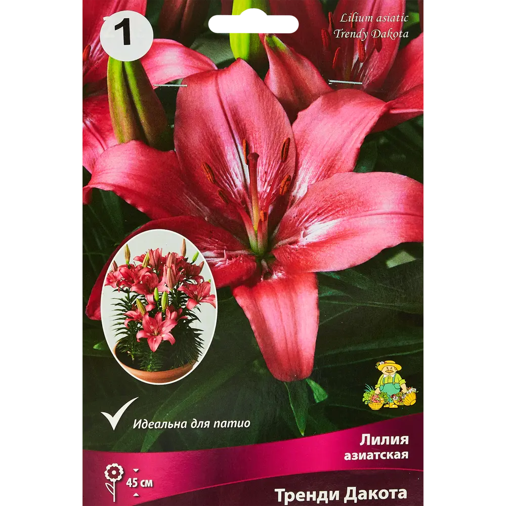 Лилия азиатская Тренди Дакота,1 шт ПОИСК STLM-2112438
