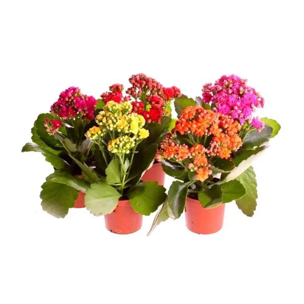 Каланхое Гуди микс 6х12 см 15712297 STLM-2069668 Santreyd 