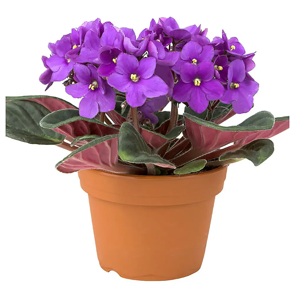 Фиалка 9х17 см 10971142 STLM-2172509 Santreyd 