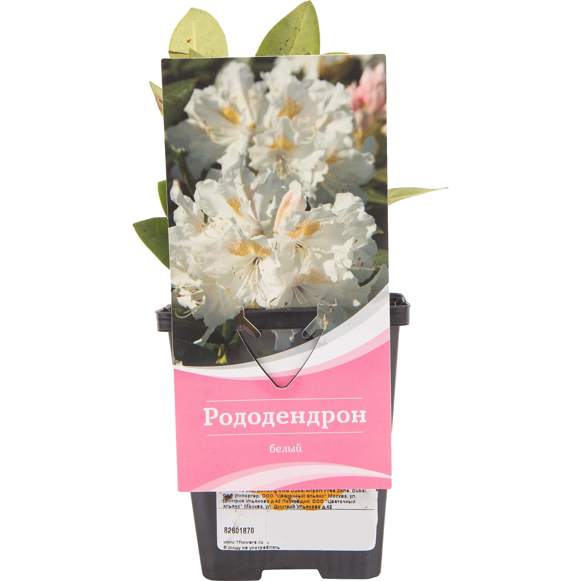 82601870 Рододендрон гибридный «Гадран» 9x20 см Santreyd 