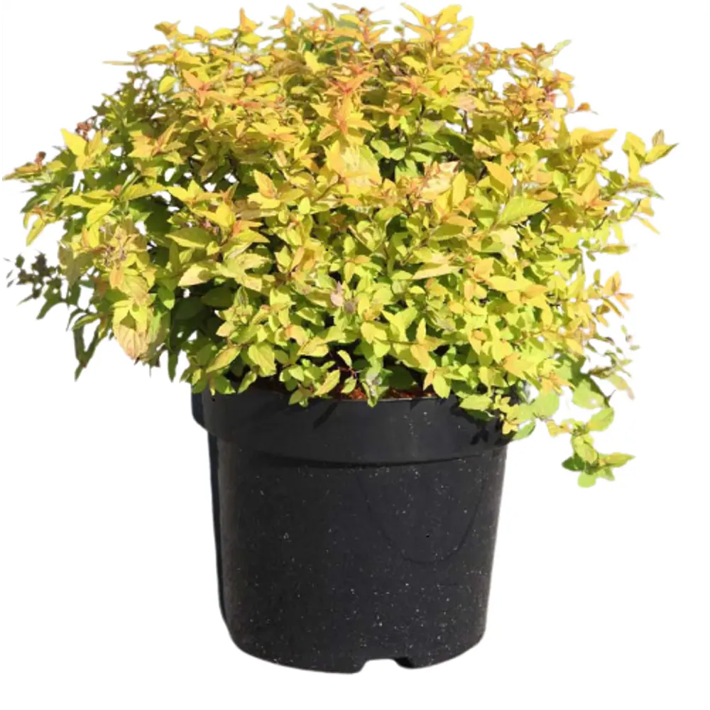 Спирея японская Голден Принцесс ø9 h15 см PLANTMARKET STLM-2078155 - Вид №1