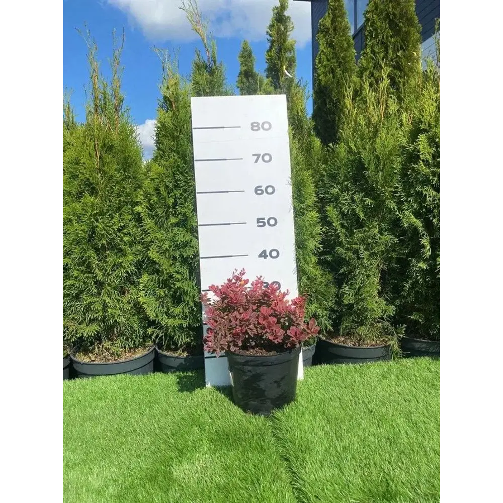 Барбарис Тунберга Руби Стар h60 - 80 см 89355305 STLM-2086316 Santreyd 