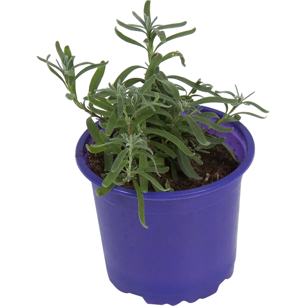 Santreyd Лаванда в горшке — ароматное украшение интерьера 83248600 STLM-0039997