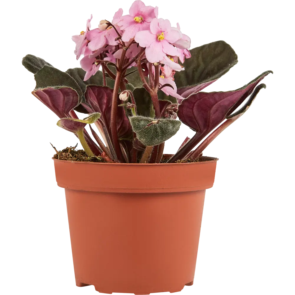 Santreyd Фиалка Иннова Спектра — комнатное растение с бархатными листьями 86750214 STLM-0071265