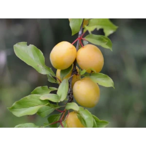 Алыча Подарок Санкт-Петербургу пакет
