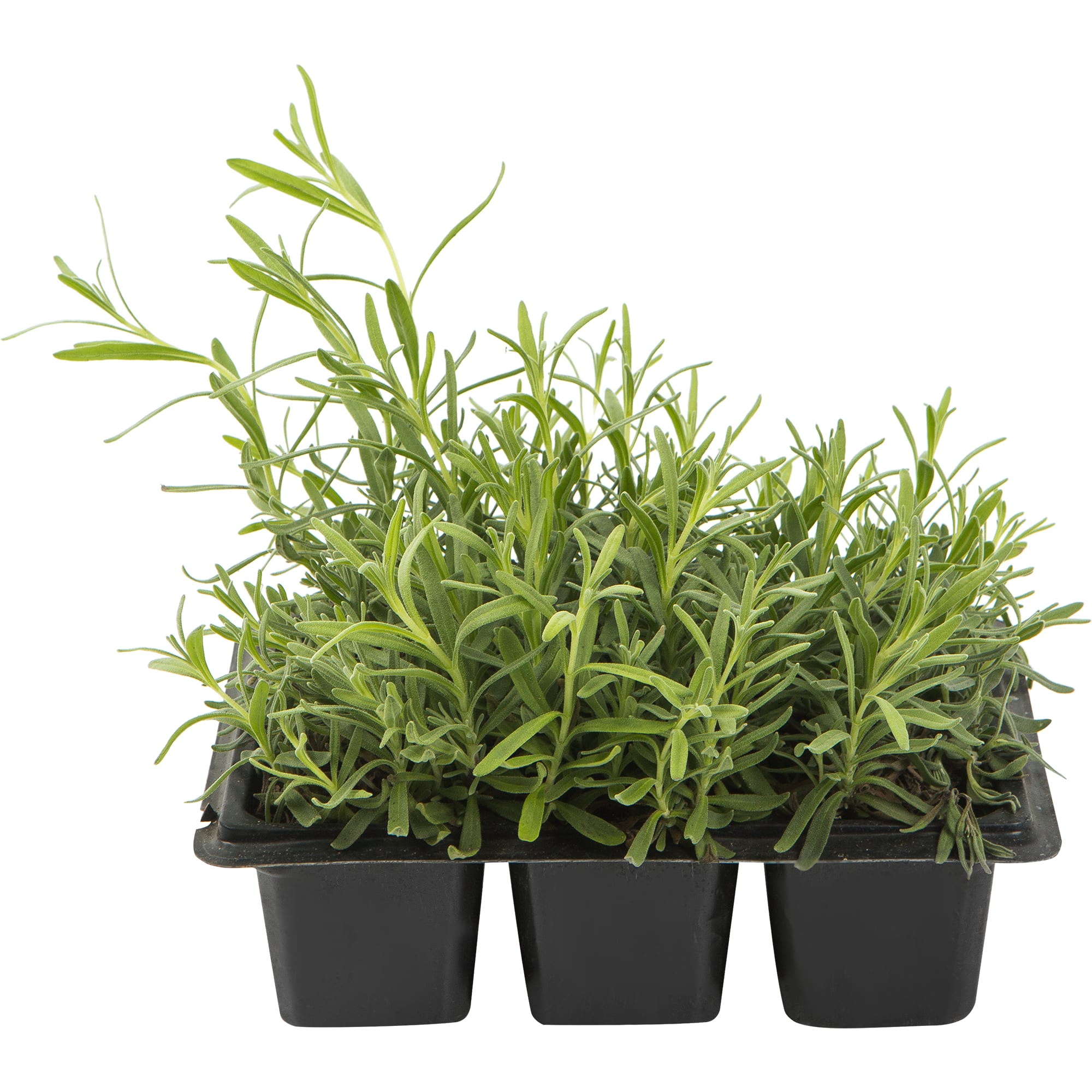 82219492 Лаванда h6 см Santreyd 