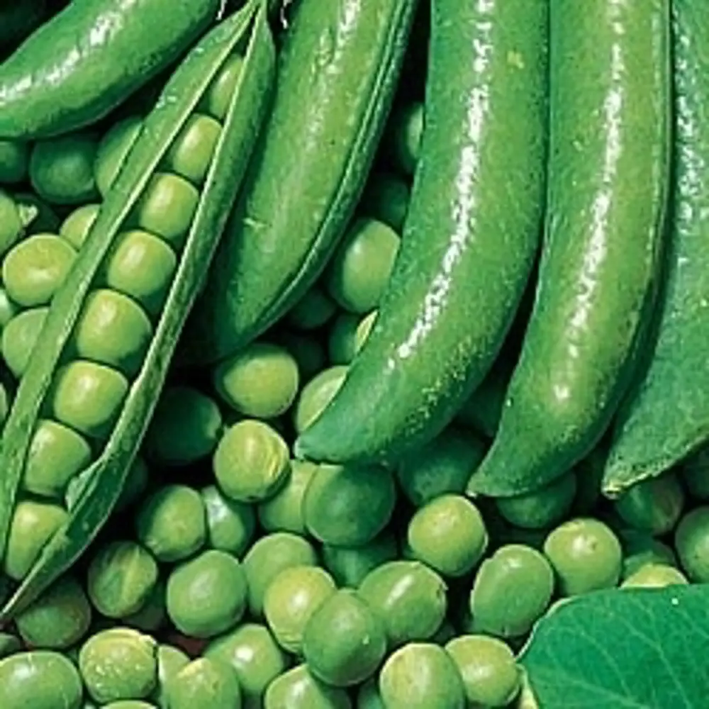 Семена гороха овощного Динга от AGRONI - высокоурожайный сорт для свежего потребления и консервации 17250997 STLM-0007781