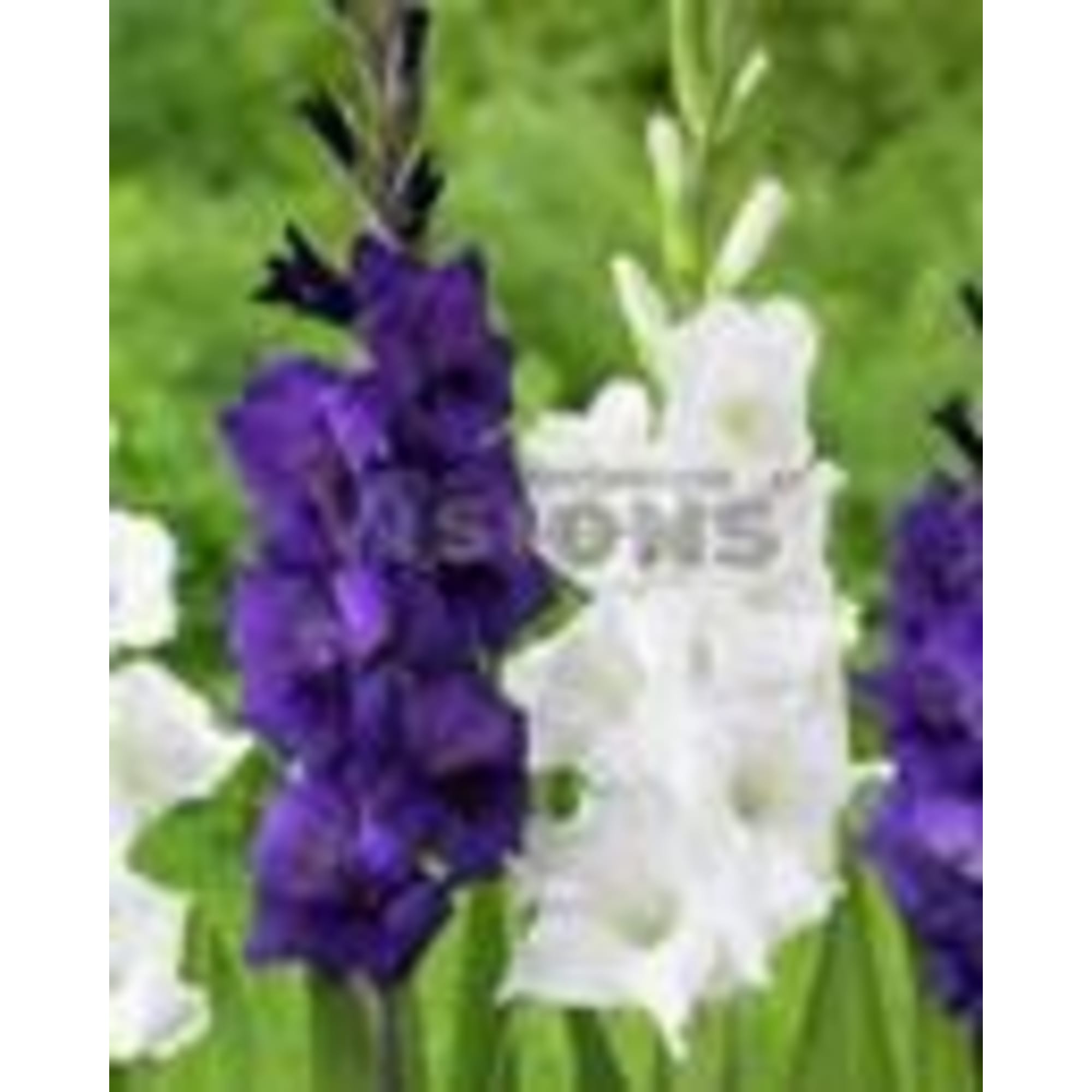 17511350 Гладиолус фиолетовый и белый микс Santreyd 