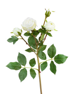 30.0613112WH Роза Пале-Рояль ветвь бело-зелёная Цветочная коллекция