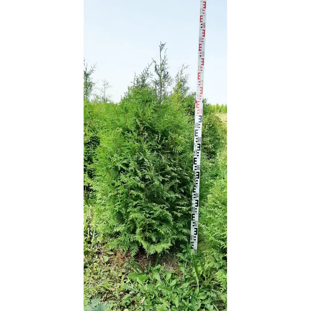 Туя западная Брабант ø44 h100-120 см ГАВРИШ STLM-2184782
