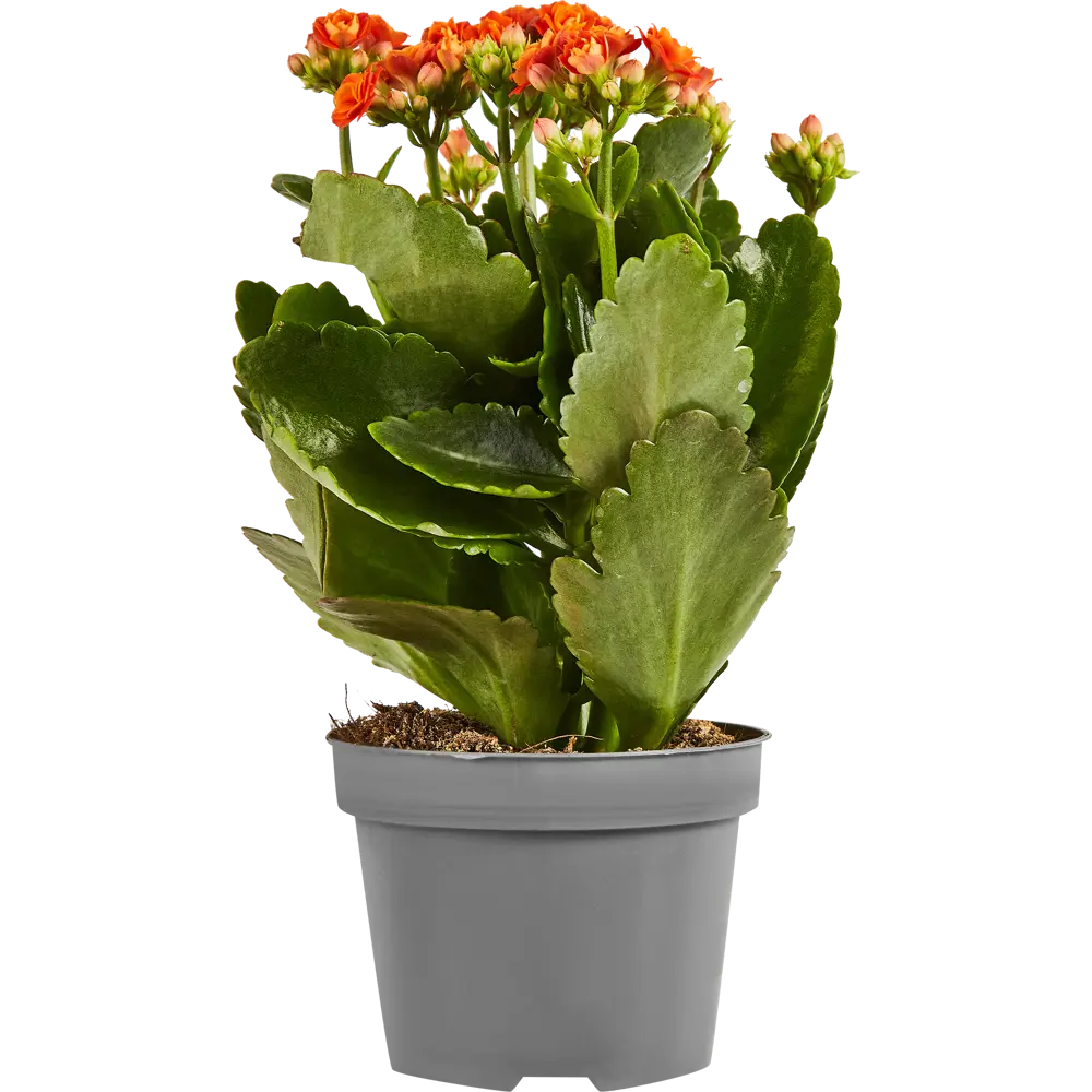 Santreyd Каланхоэ Гуди микс - цветущий суккулент для дома 89352855 STLM-0956415 - Вид №2