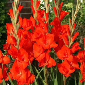 Гладиолус Geolia «Victor Borge», 10х12 см 15549944 STLM-2025012