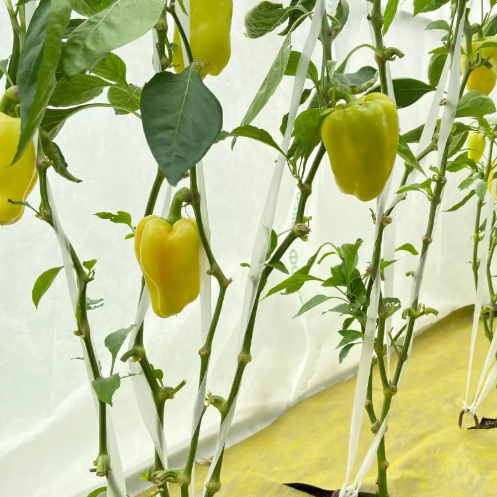 Santreyd Агротекс — укрывной материал для защиты перцев 3.2x8 м 84735463 STLM-0054396 - Вид №4