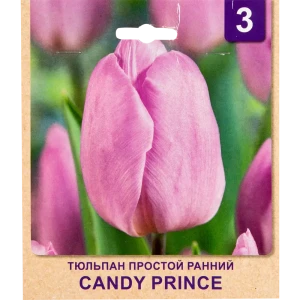 Тюльпан «Candy Prince» размер луковицы 10/11, 3 шт. 82365358 STLM-2145316