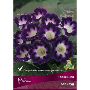 Глоксиния Голливуд 2 шт. 89352847 STLM-2062077