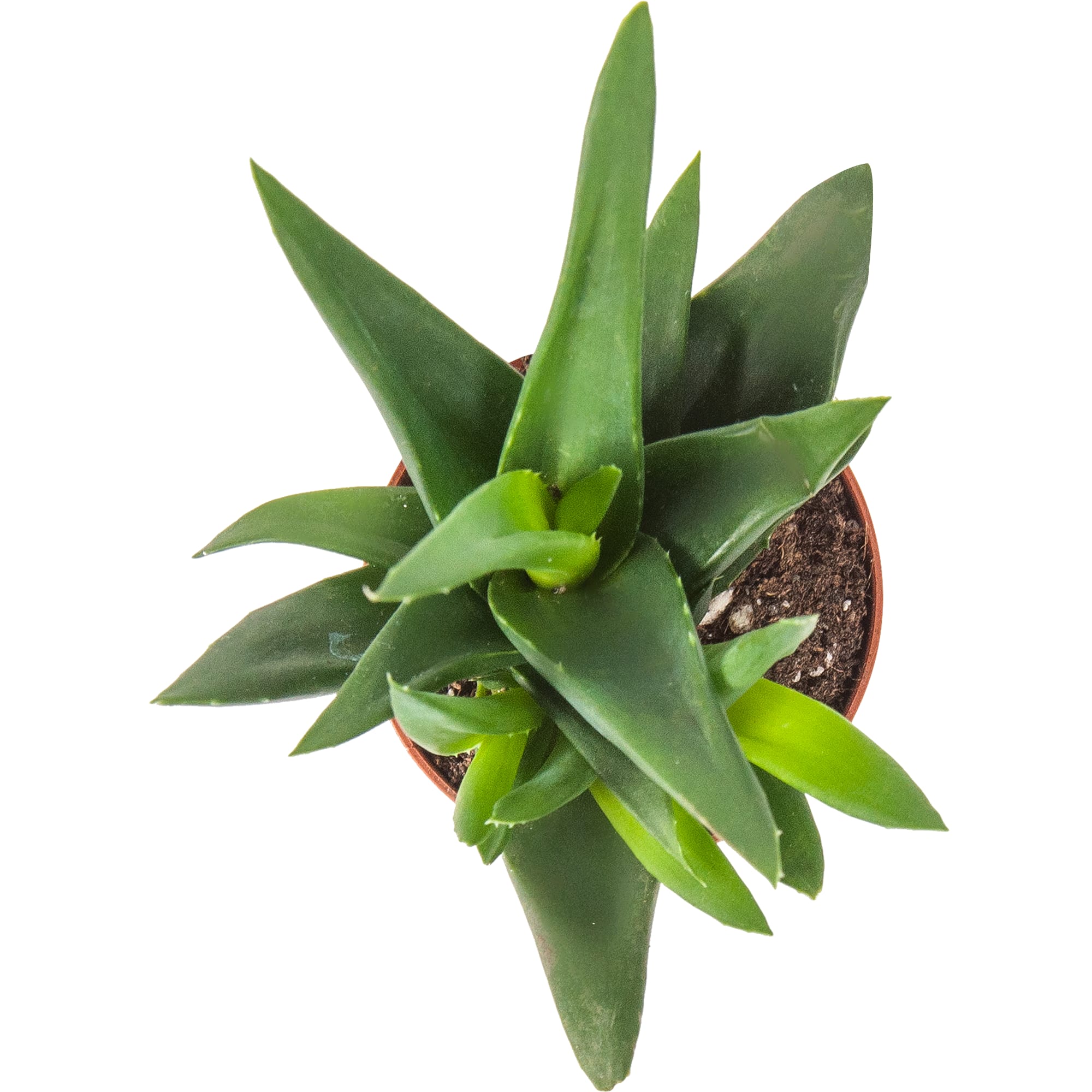 82850438 Алоэ Хавортия микс 5.5х10 см Santreyd  - Вид №1