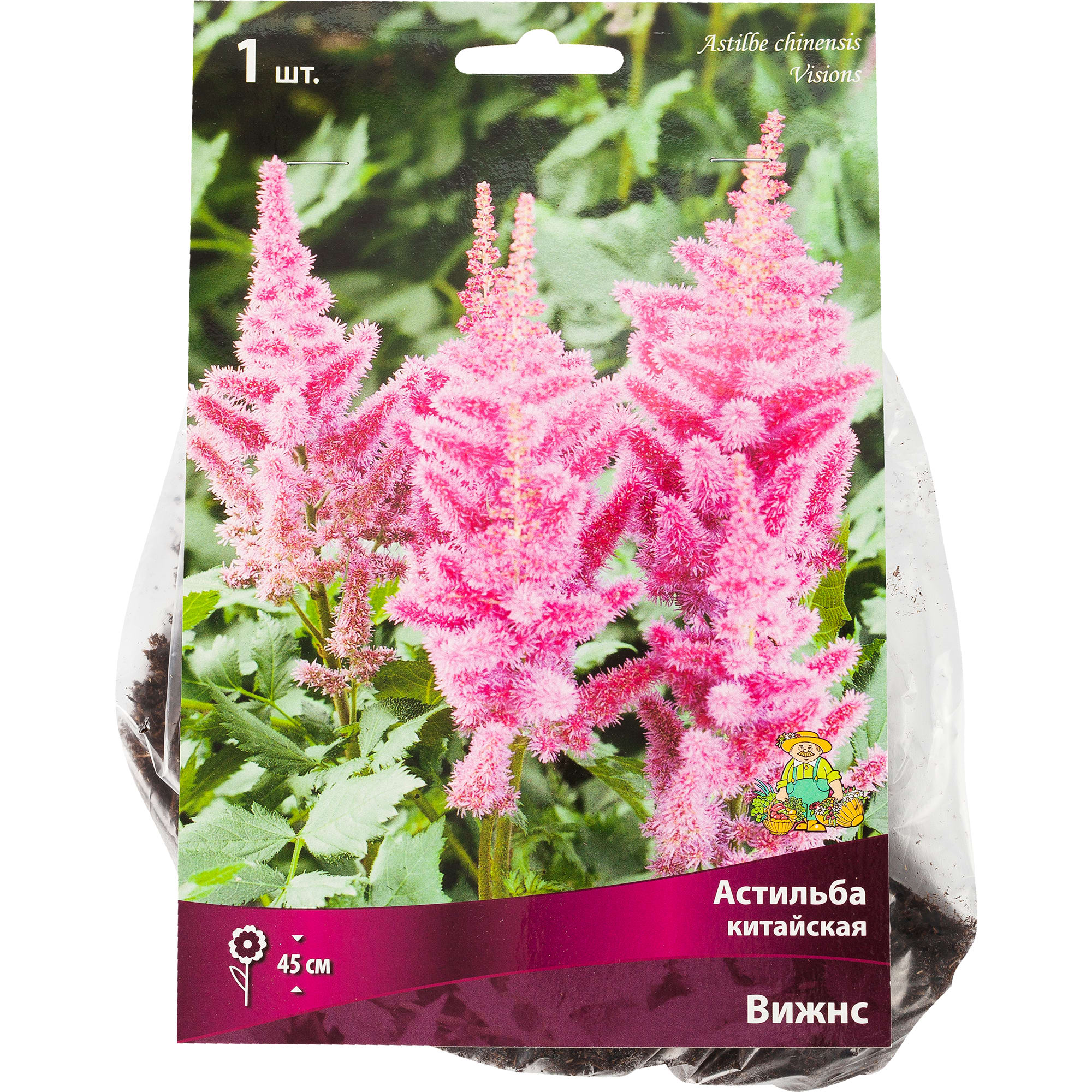 17536127 Астильба Вижнс китайская, 1 шт Santreyd 