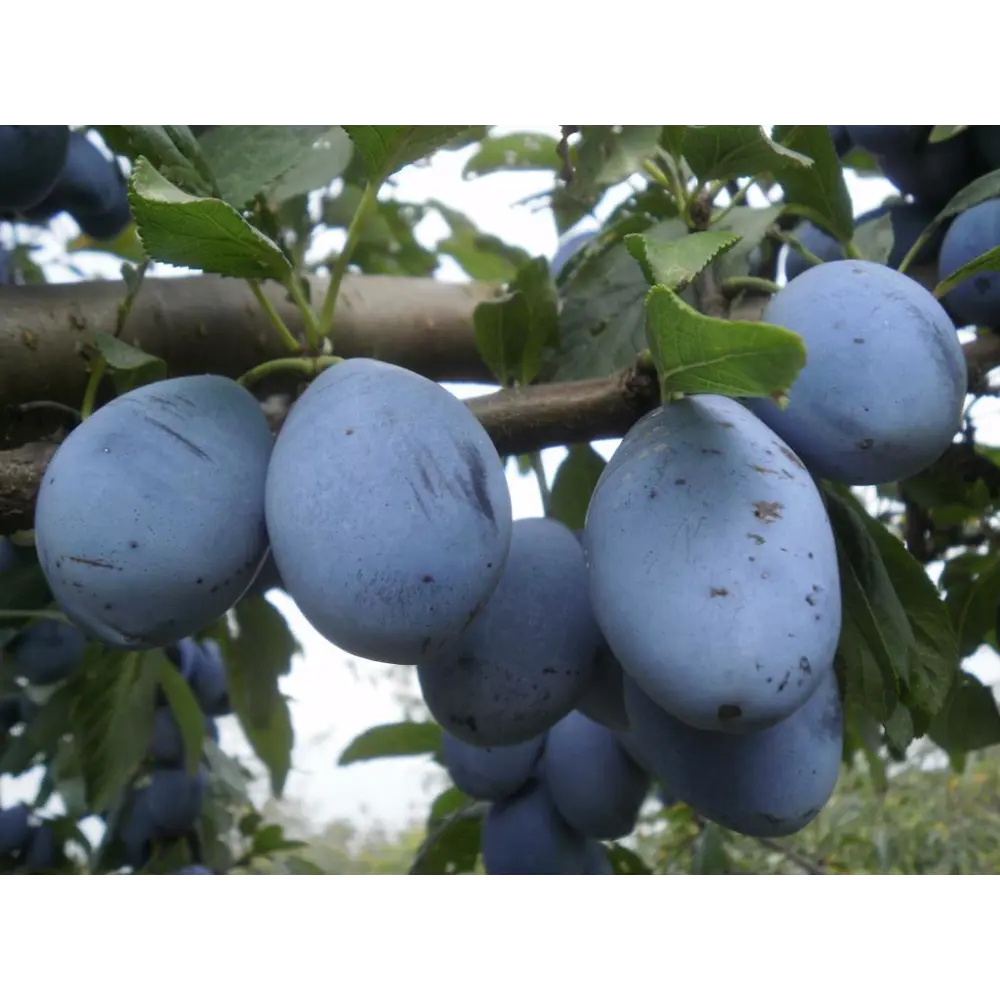 Слива «Чёрнослив» C7 высота 150-180 см ВСЕ В САД STLM-2103182