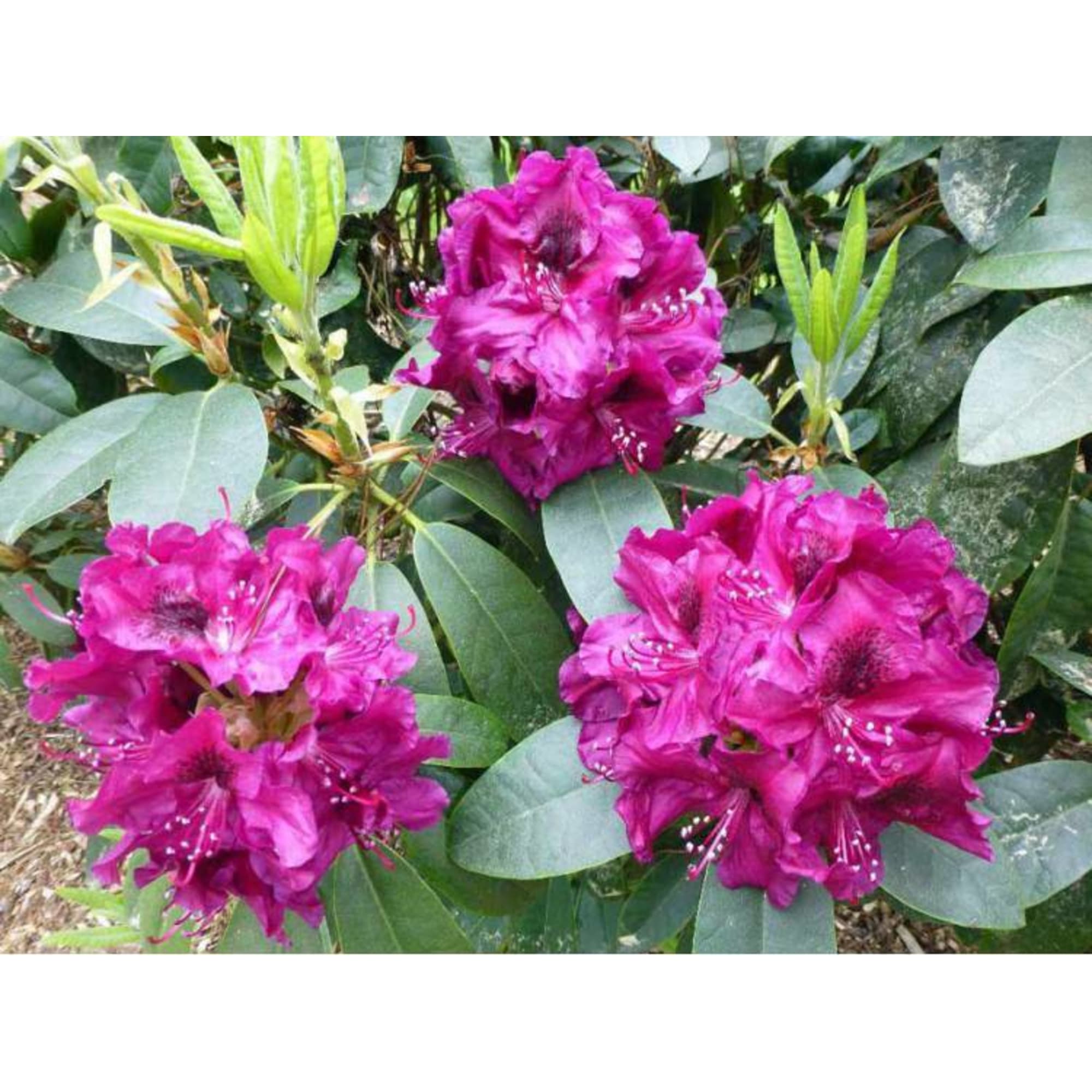 82601839 Рододендрон гибридный «Олин О Доббс» 9x20 см Santreyd  - Вид №2