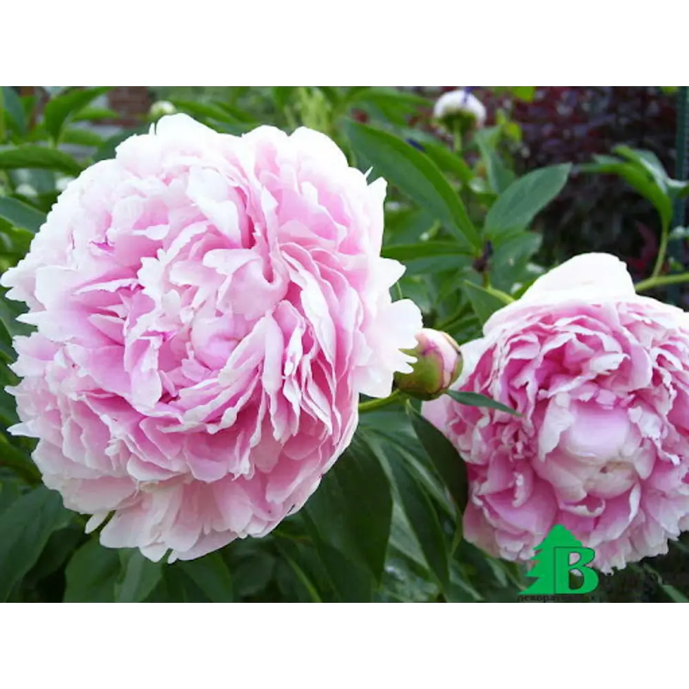 Пион молочноцветковый Сара Бернард 1 шт BLOOMING LIFE STLM-2150987