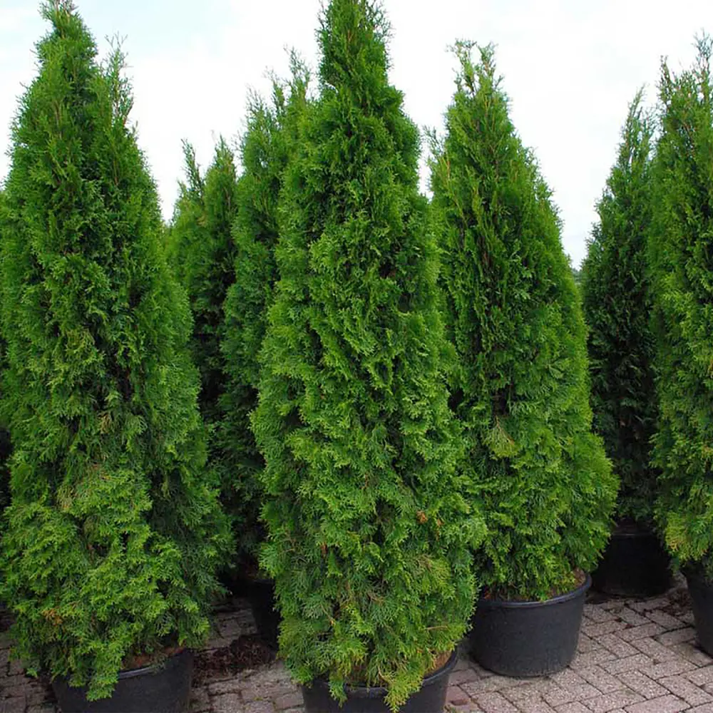 Туя западная Smaragd 40-60х20 см С3 ГАВРИШ STLM-2056082