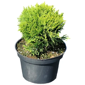 Туя западная Даника h20 см