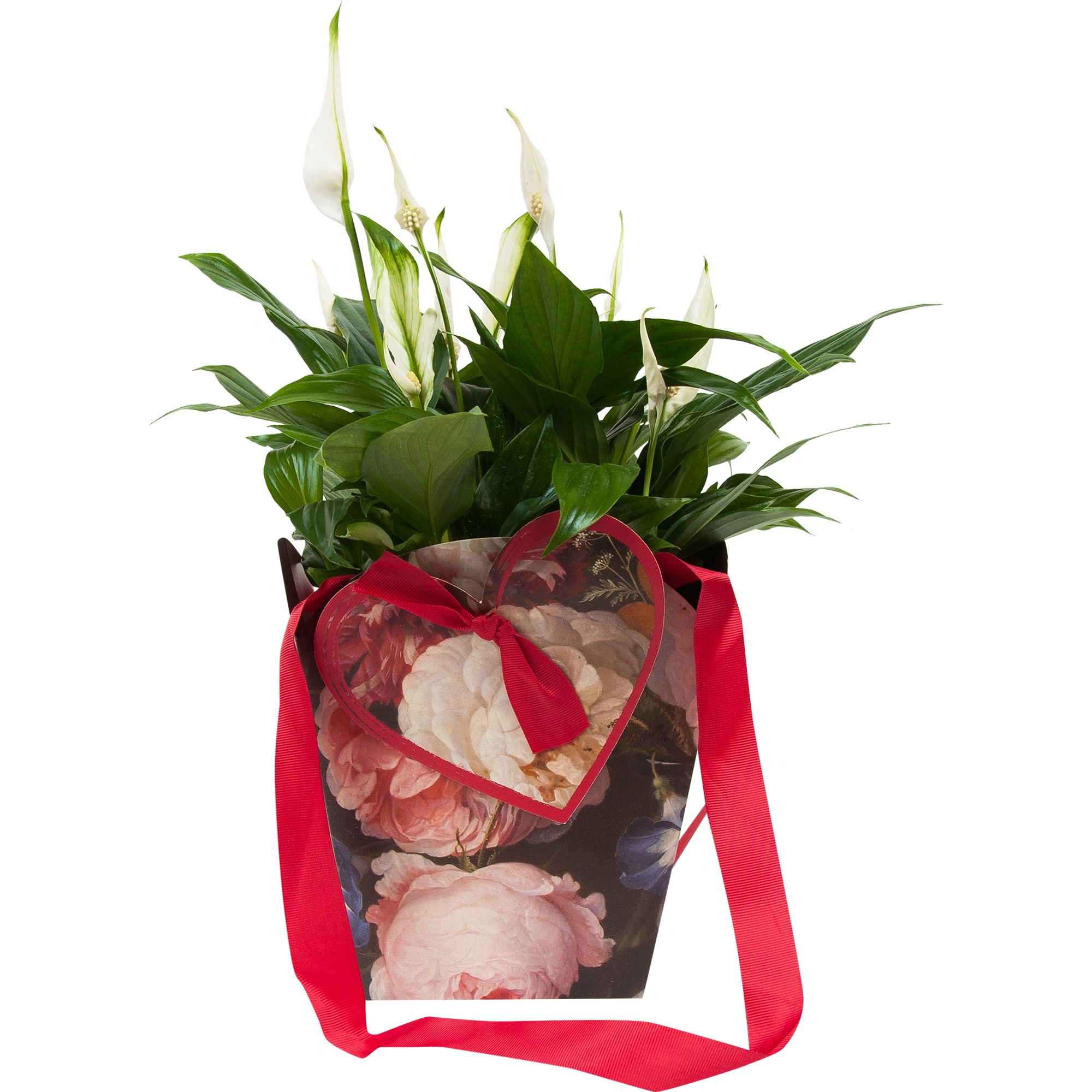 84450748 Спатифиллум микс в подарочной упаковке ø15 h40 см Santreyd  - Вид №3