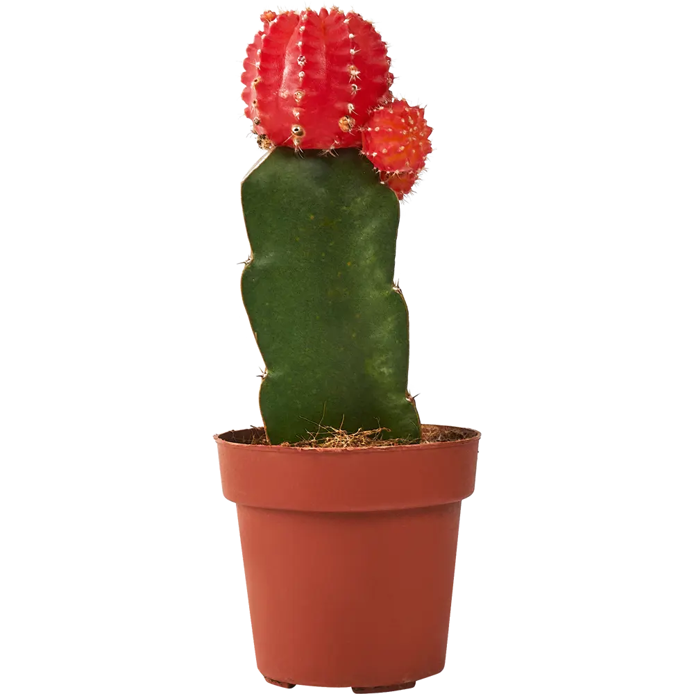 Santreyd Гимнокалициум микс - цветущий кактус для дома ø8×20 см 85325011 STLM-0061561 - Вид №1