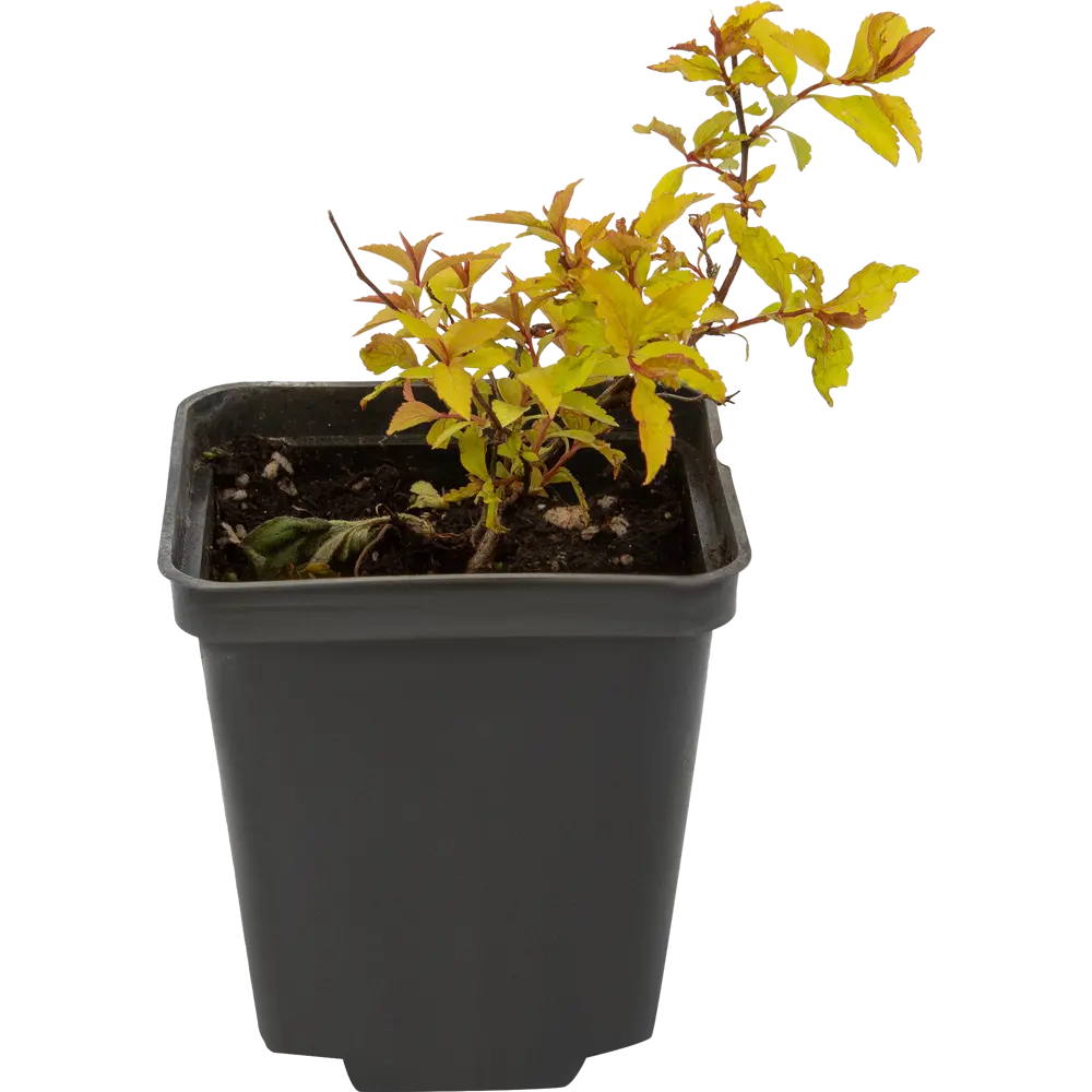 Спирея японская Голдфлэйм ø9 h15 см PLANTMARKET STLM-2117007