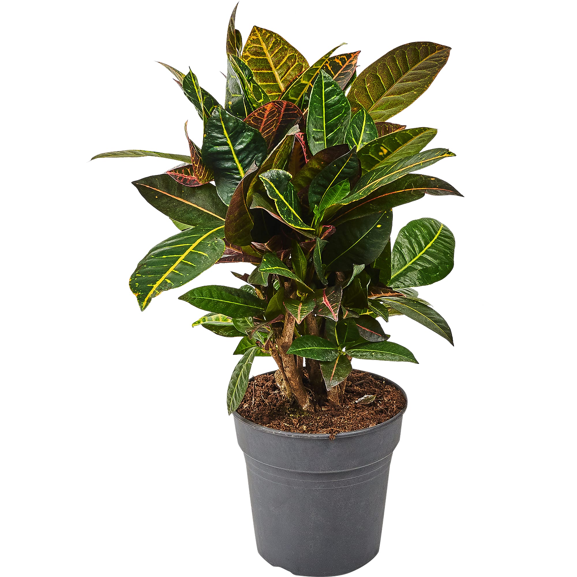 82892080 Кротон Петра 21x70 см Santreyd 