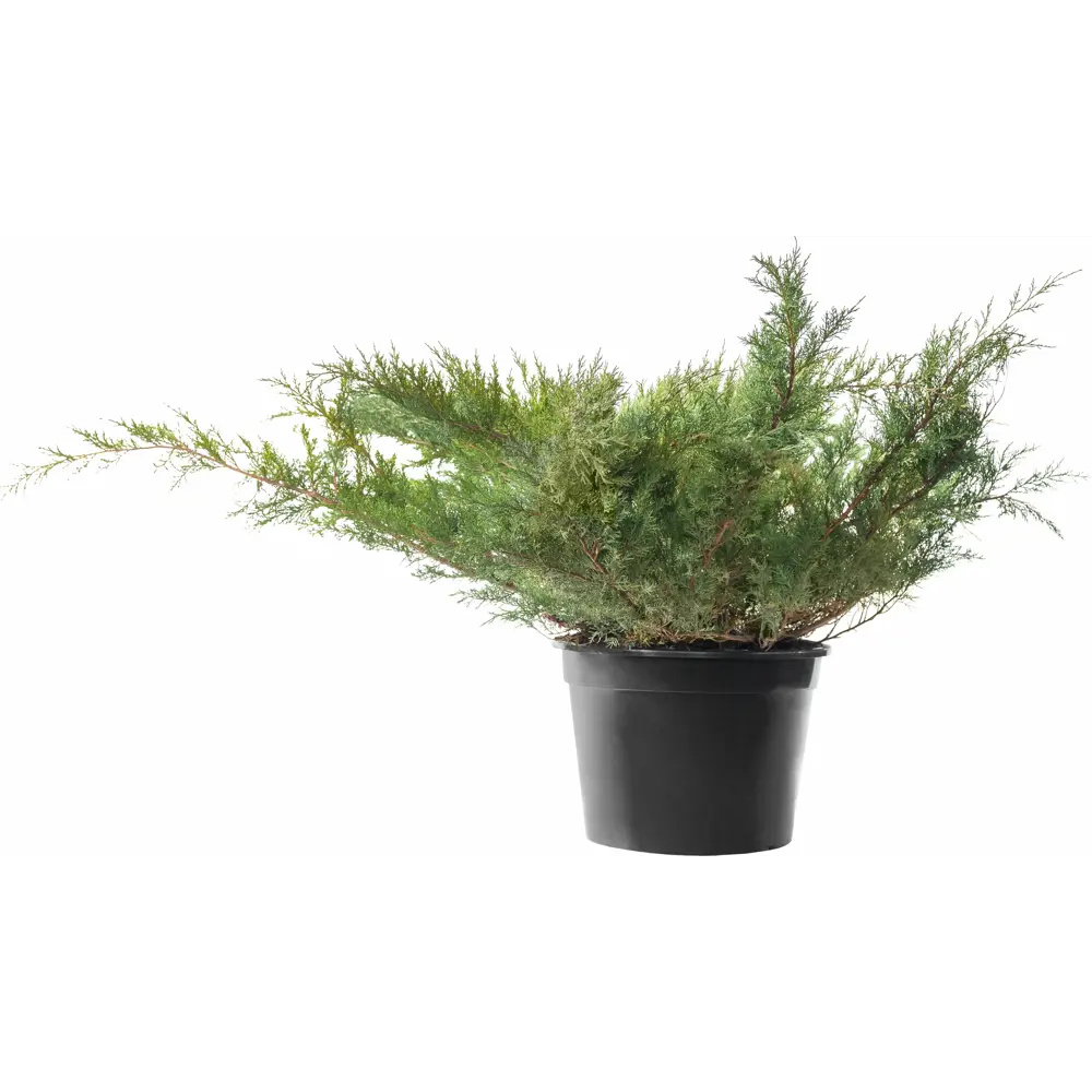 Можжевельник казацкий Блю Дануб ø60 h60 см ГАВРИШ STLM-2141721