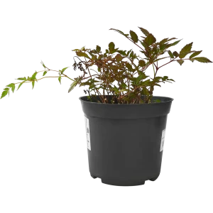 Астильба арендса Гранат C3 ø15 h30 см