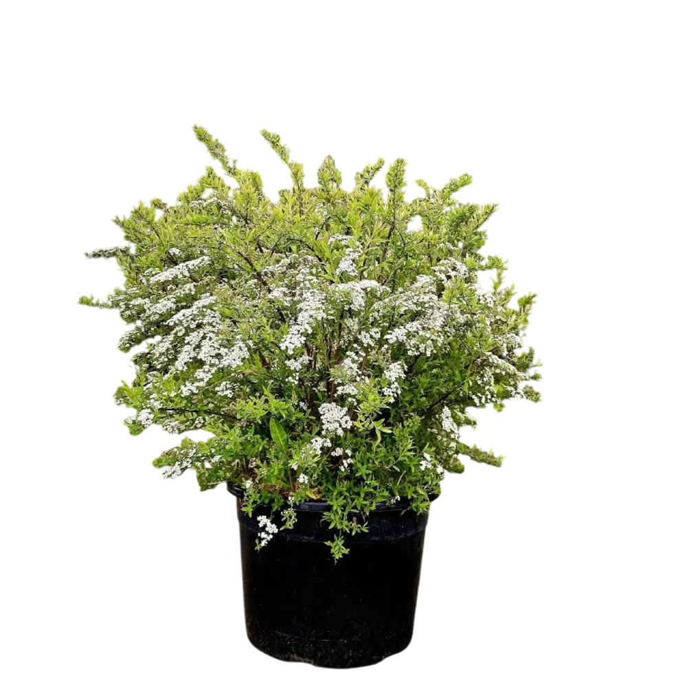 Спирея серая Грефшейм ø38 h40 - 50 см Santreyd STLM-2012732