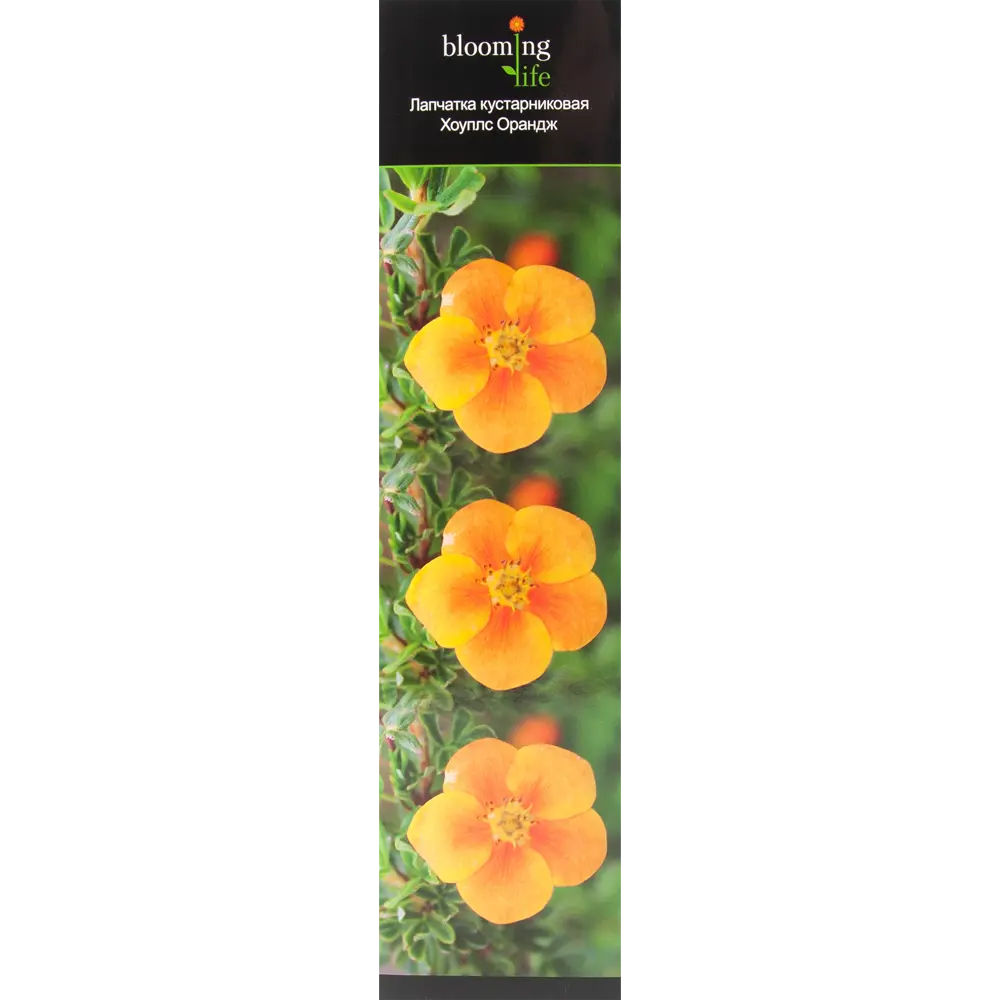 Лапчатка кустарниковый Хоуплс Орандж в тубе BLOOMING LIFE STLM-2074361