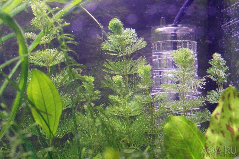 Перекись в аквариум с рыбками. Заболевания аквариумных растений. Перекись в аквариум. Перекись водорода в аквариуме. Перекись водорода для аквариума от водорослей.