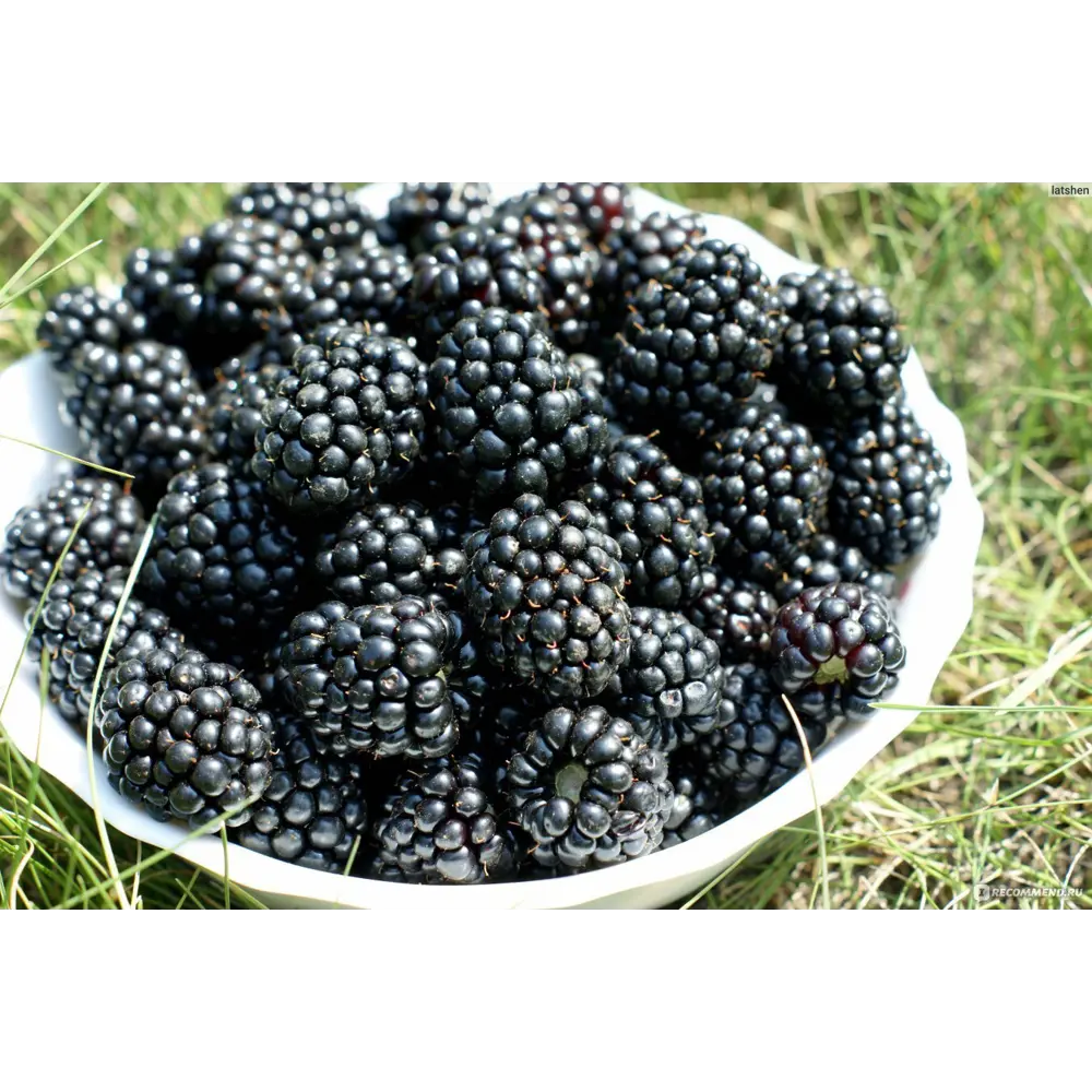 Ежевика «Агавам» C2 высота 30-50 см ВСЕ В САД STLM-2069105