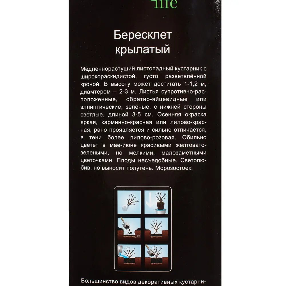 Бересклет Крылатый (в тубе) 81948502 STLM-2158370 Santreyd  - Вид №2