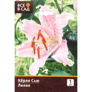 Лилия восточная «Кёрли Сью»
